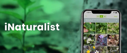 iNaturalist