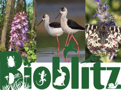 BioBlitz Nonantola Torrazzuolo